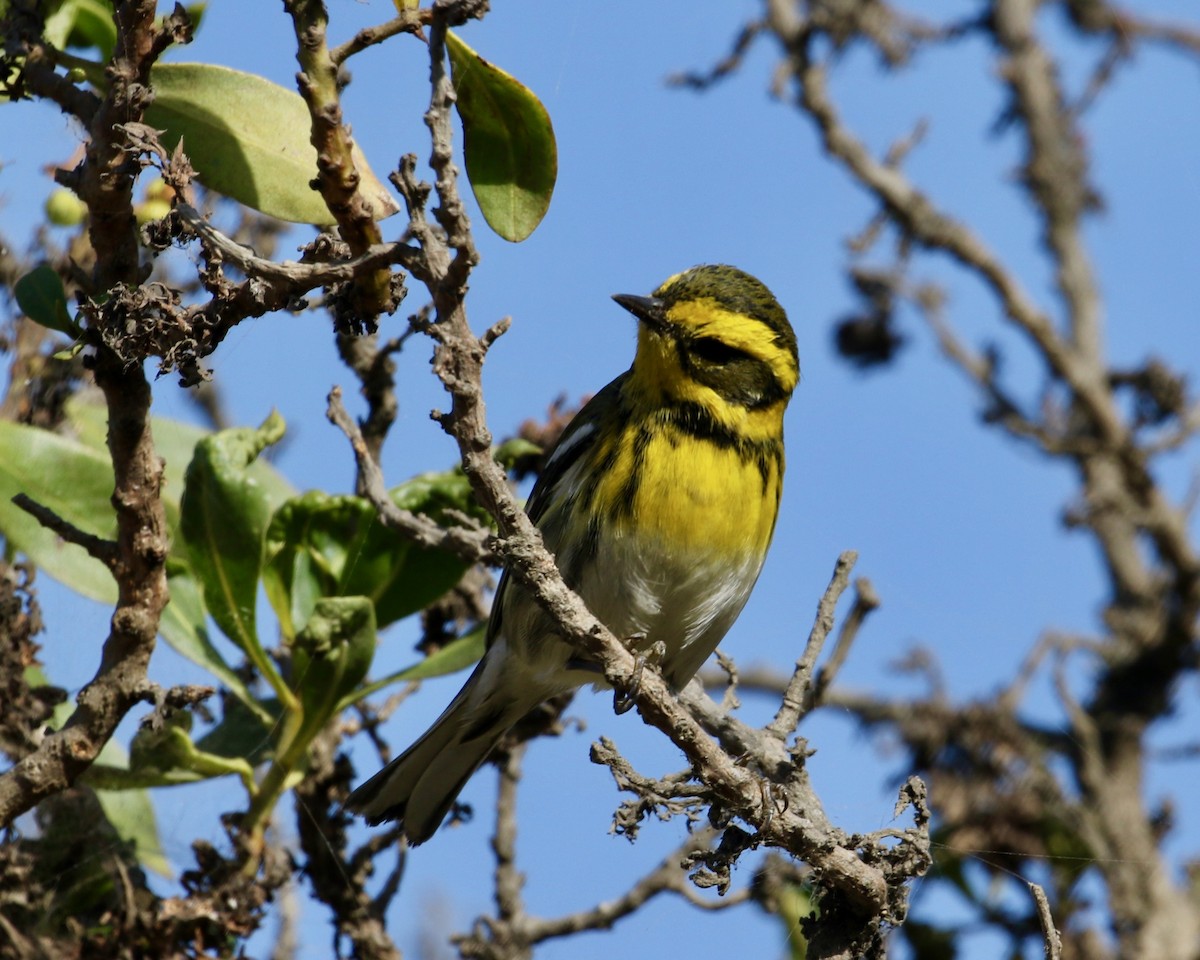 Townsend's Warbler - ML185195251