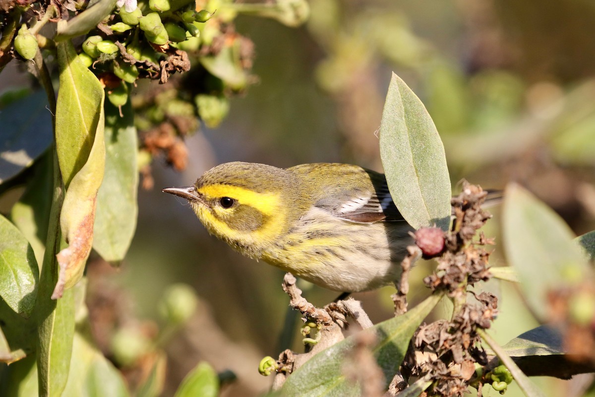 Townsend's Warbler - ML185195291