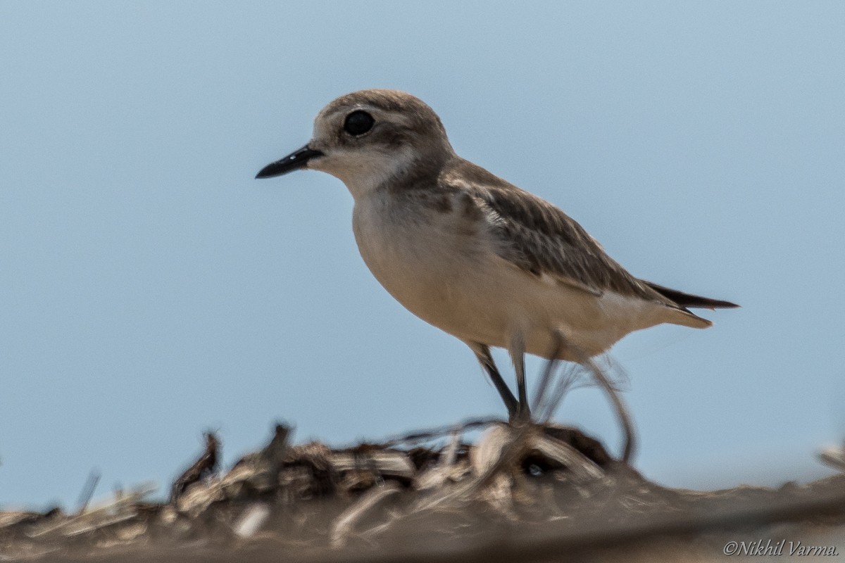 Tibetan Sand-Plover - ML185195391