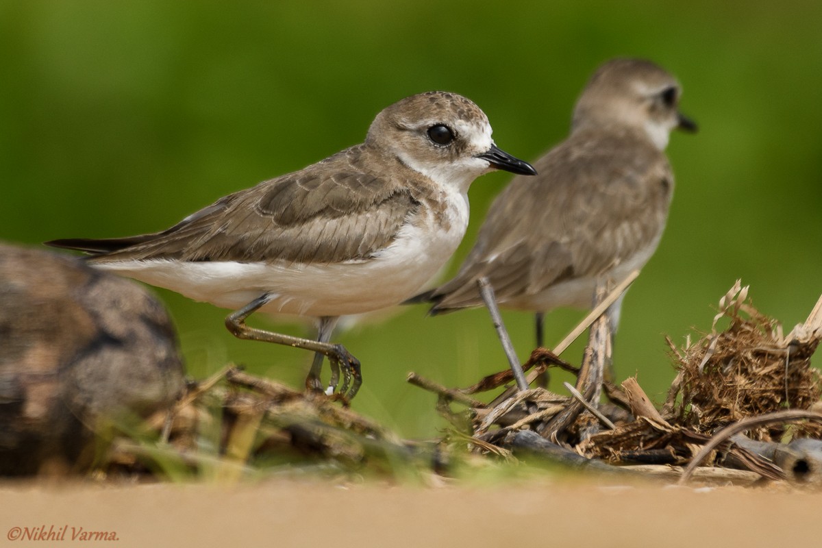 Tibetan Sand-Plover - ML185195411