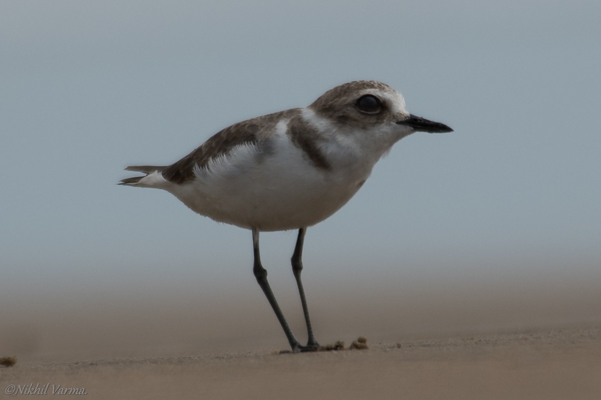 Kentish Plover - ML185195421