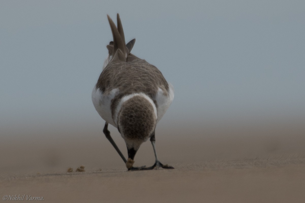 Kentish Plover - ML185195431