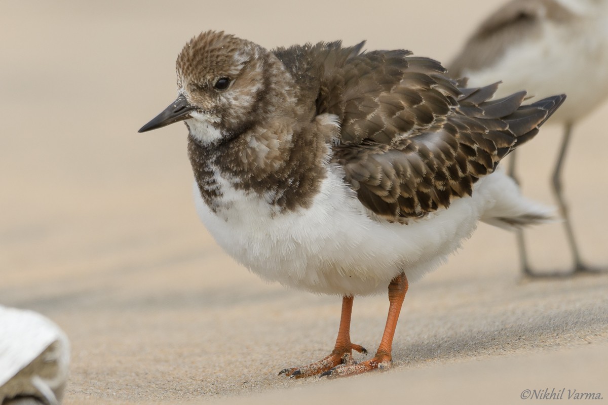 Ruddy Turnstone - ML185195461