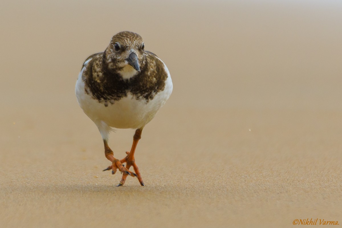Ruddy Turnstone - ML185195491
