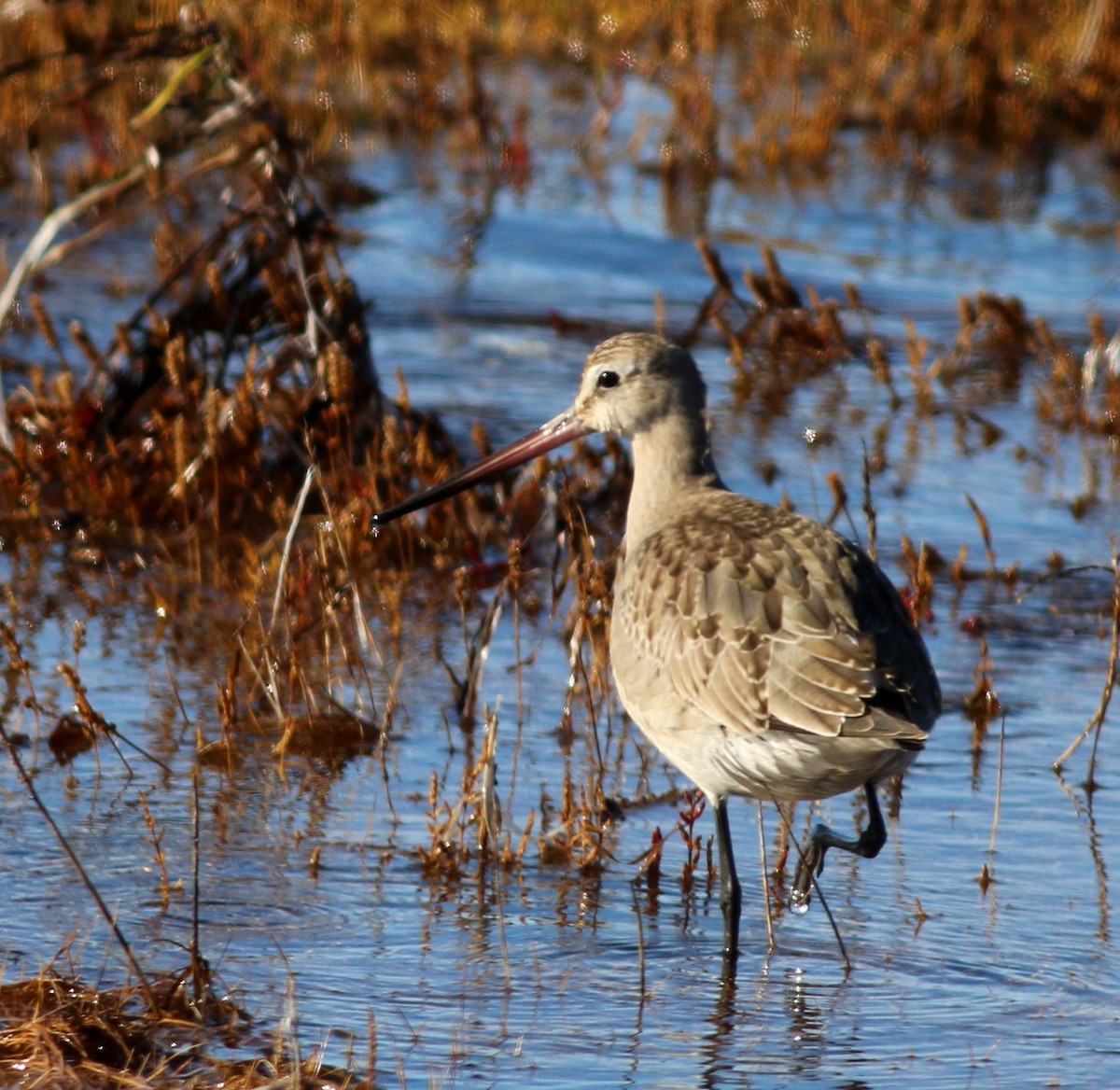 Hudsonian Godwit - ML185196041