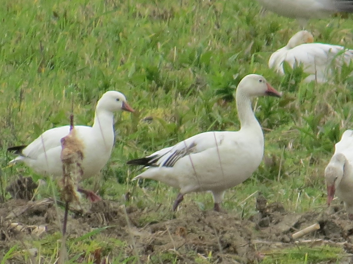 Ross's Goose - Wayne Weber