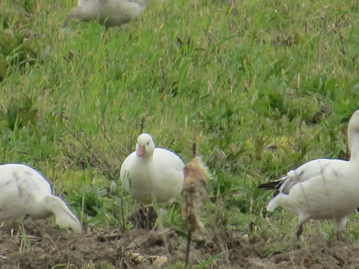 Ross's Goose - Wayne Weber