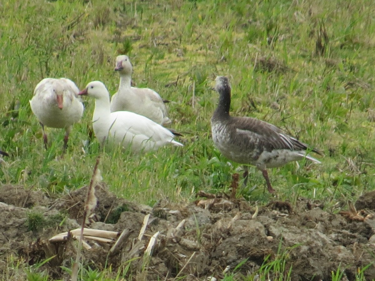 Ross's Goose - Wayne Weber