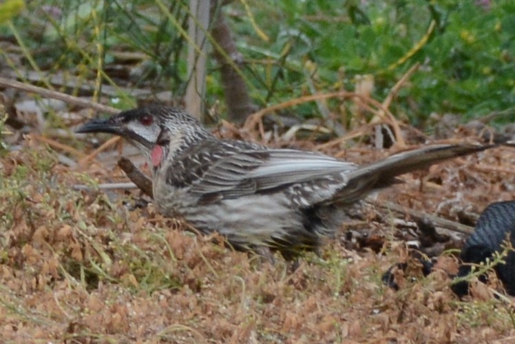 Red Wattlebird - ML185197071