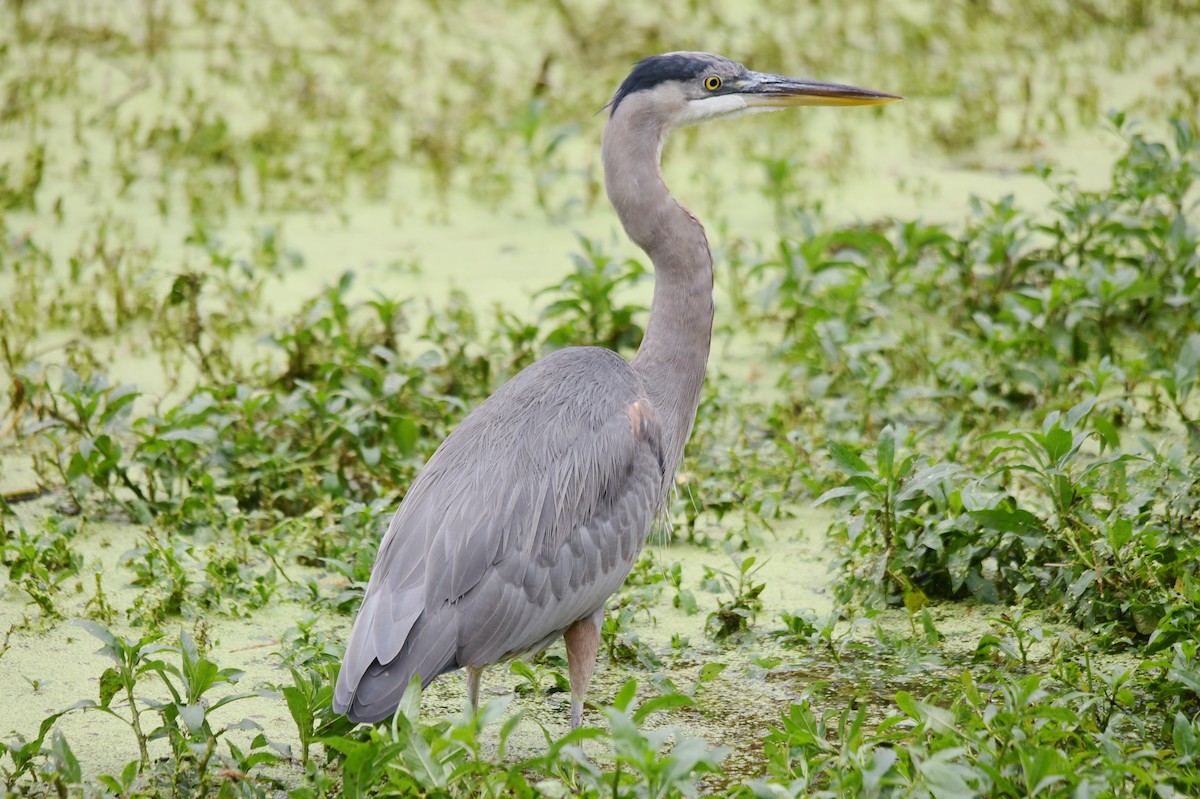 Garza Azulada - ML185197101