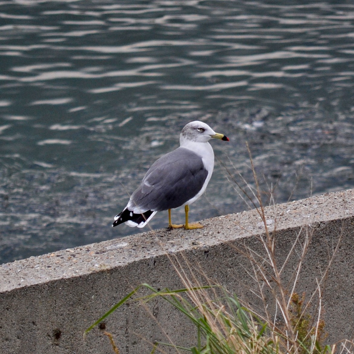 Mouette rieuse - ML185197181