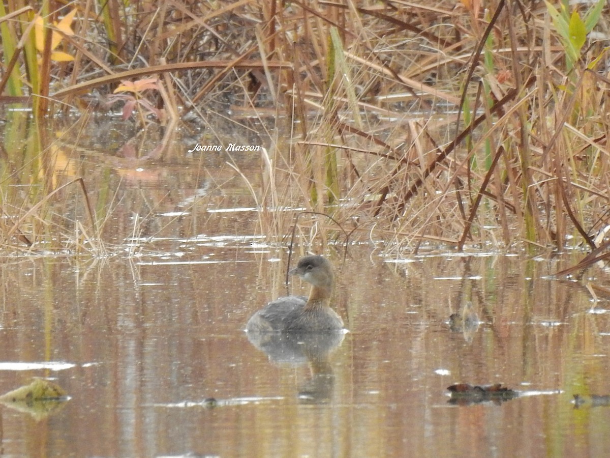 Pied-billed Grebe - ML185198601