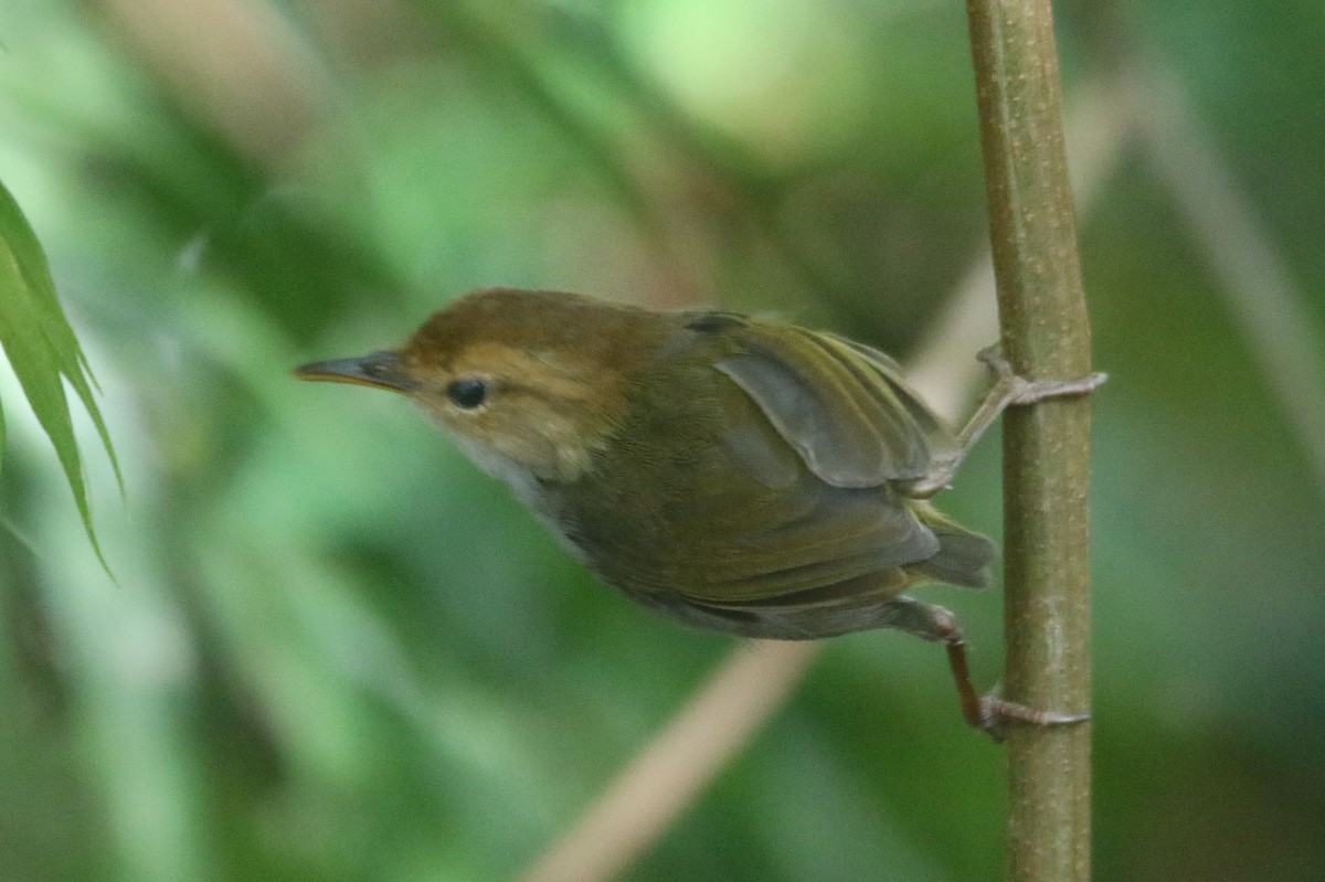 Russet-capped Tesia - Yovie Jehabut