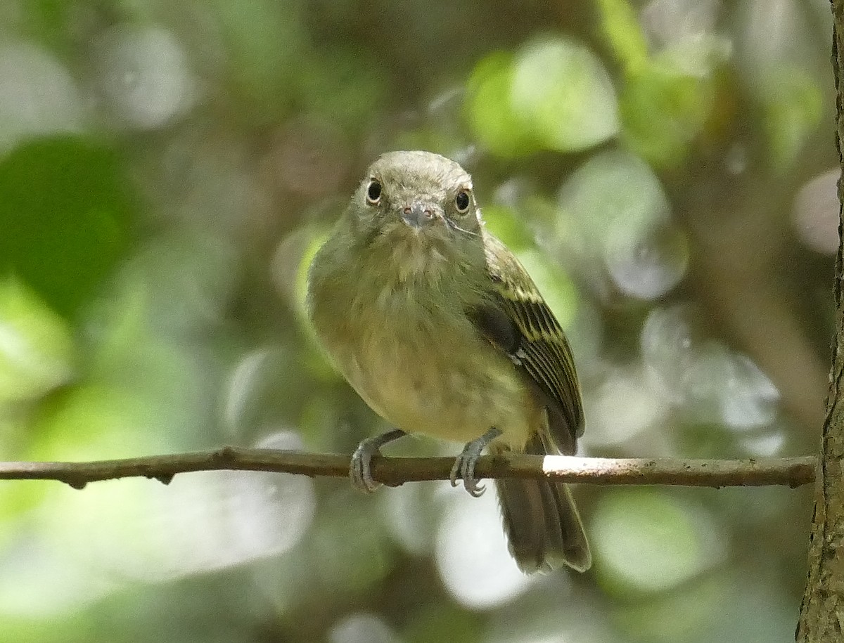 Snethlage's Tody-Tyrant - Jérôme Fischer