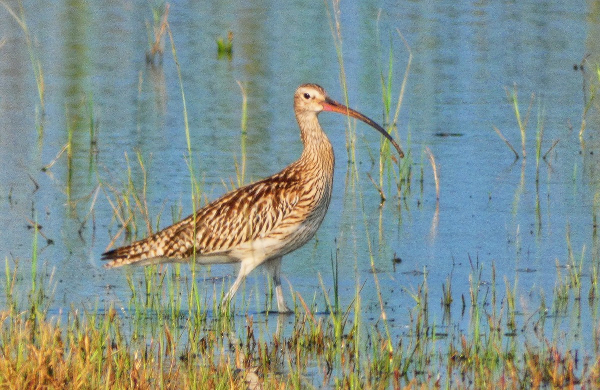 Eurasian Curlew - Dr Himanshu Gupta