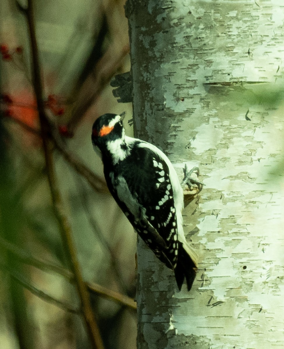 Downy Woodpecker - ML185202571