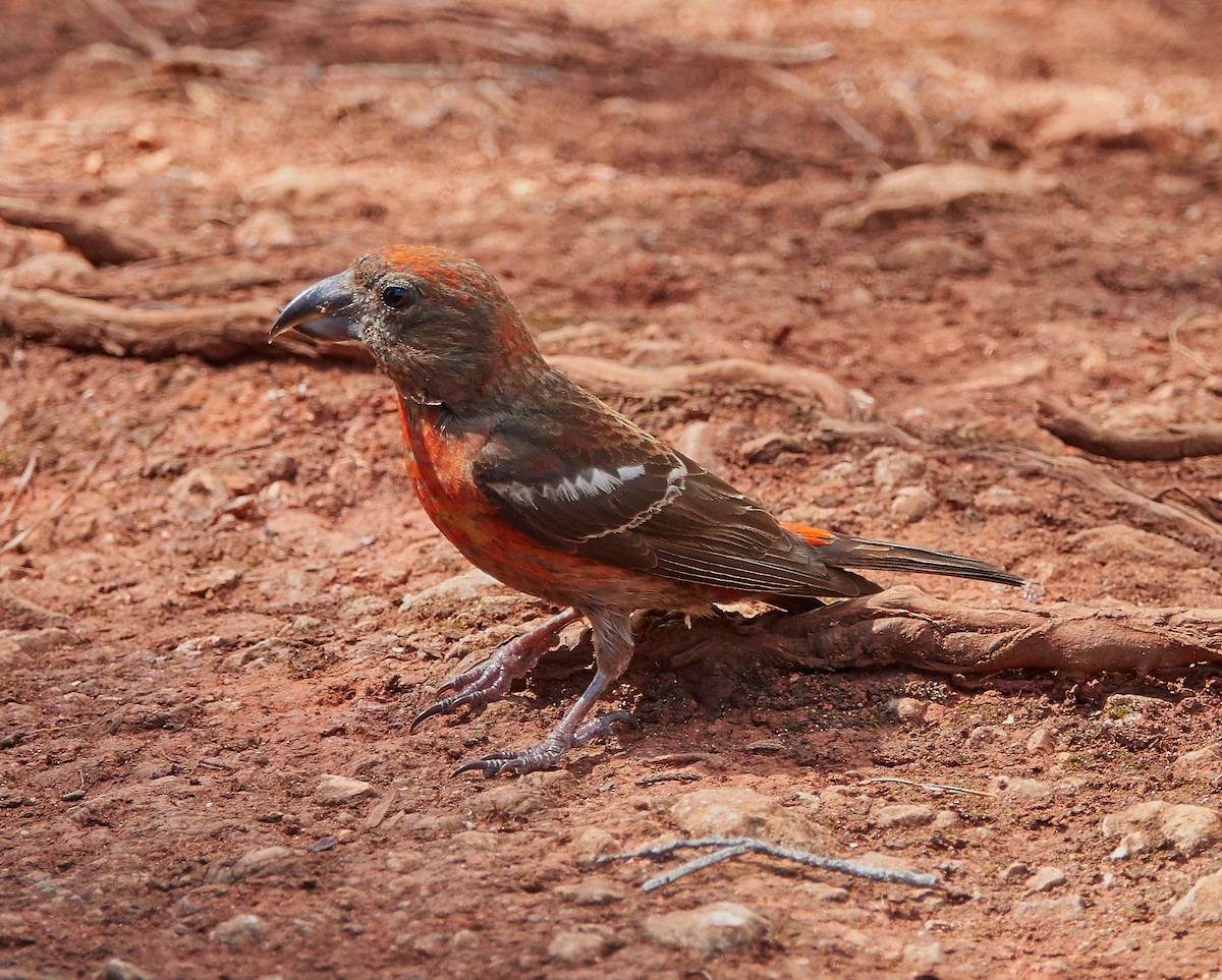 Hispaniolan Crossbill - ML185202851