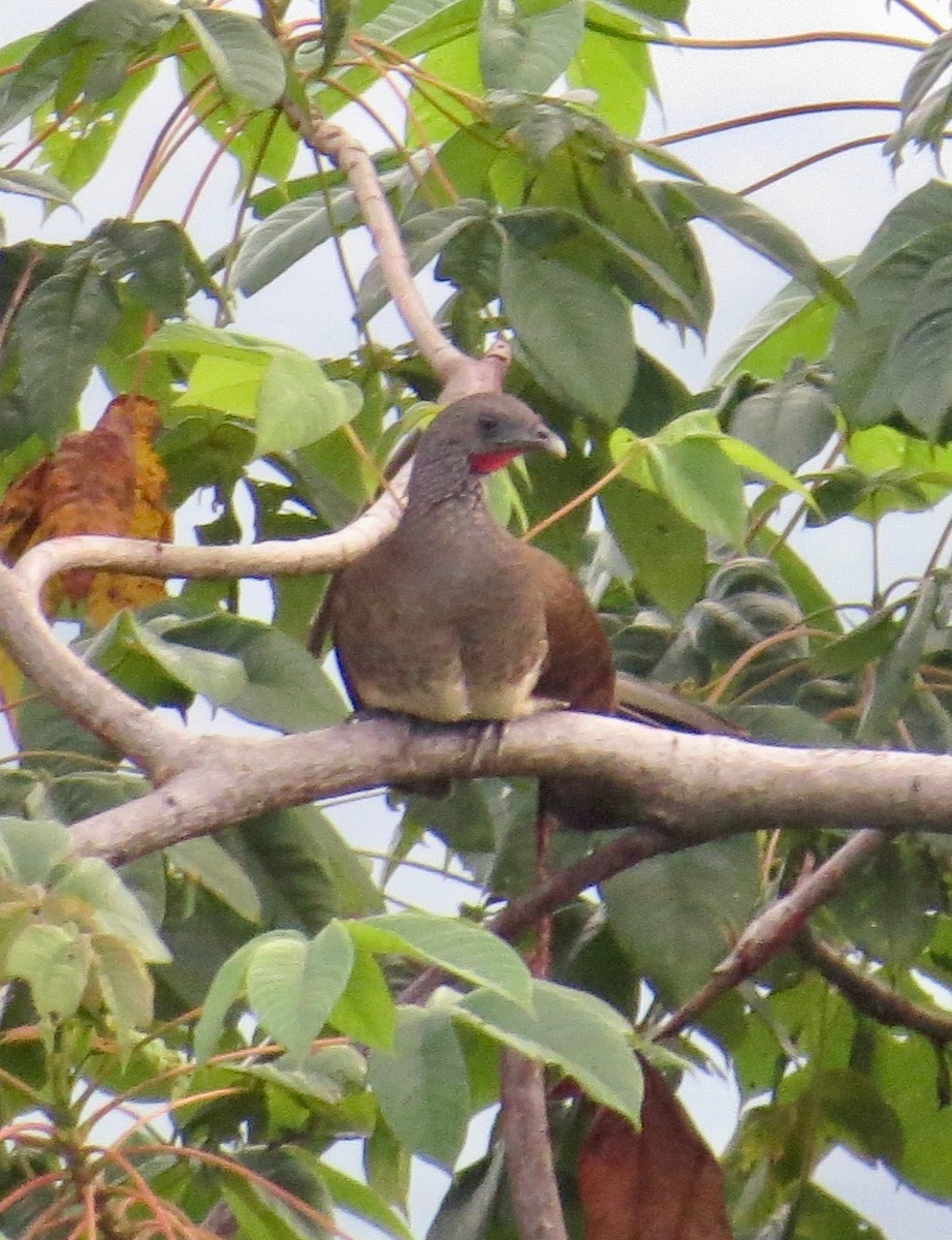 White-bellied Chachalaca - Thomas Wurster