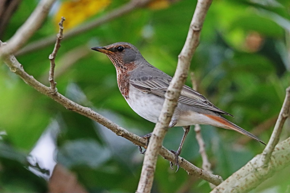 drozd rudohrdlý - ML185203461