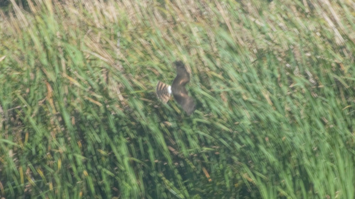 Northern Harrier - ML185209101