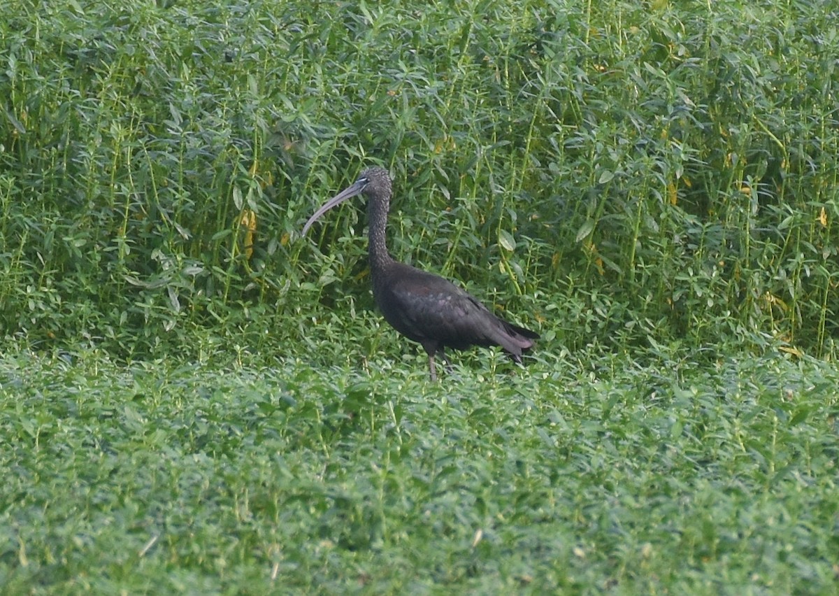 ibis hnědý - ML185211951