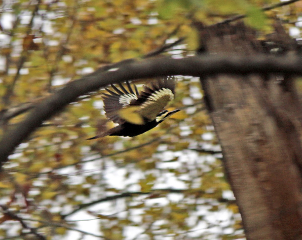 Pileated Woodpecker - Shilo McDonald