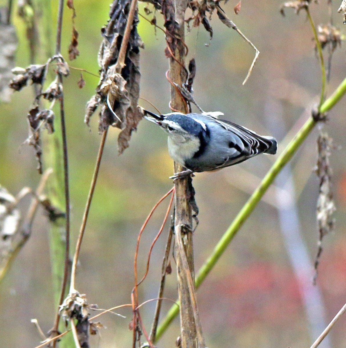 White-breasted Nuthatch - ML185212921