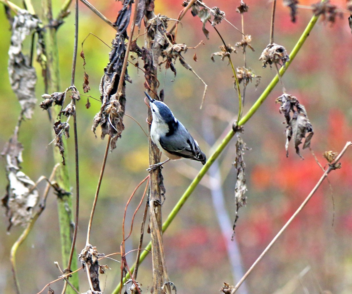 White-breasted Nuthatch - ML185212931