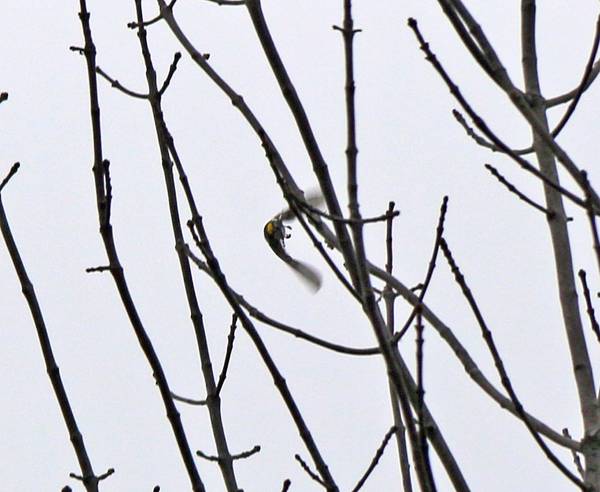 Yellow-rumped Warbler - ML185213051