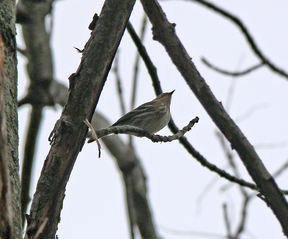 Yellow-rumped Warbler - ML185213061