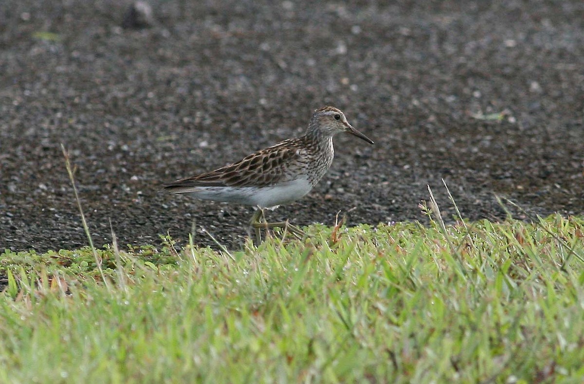 Pectoral Sandpiper - Ashley Banwell