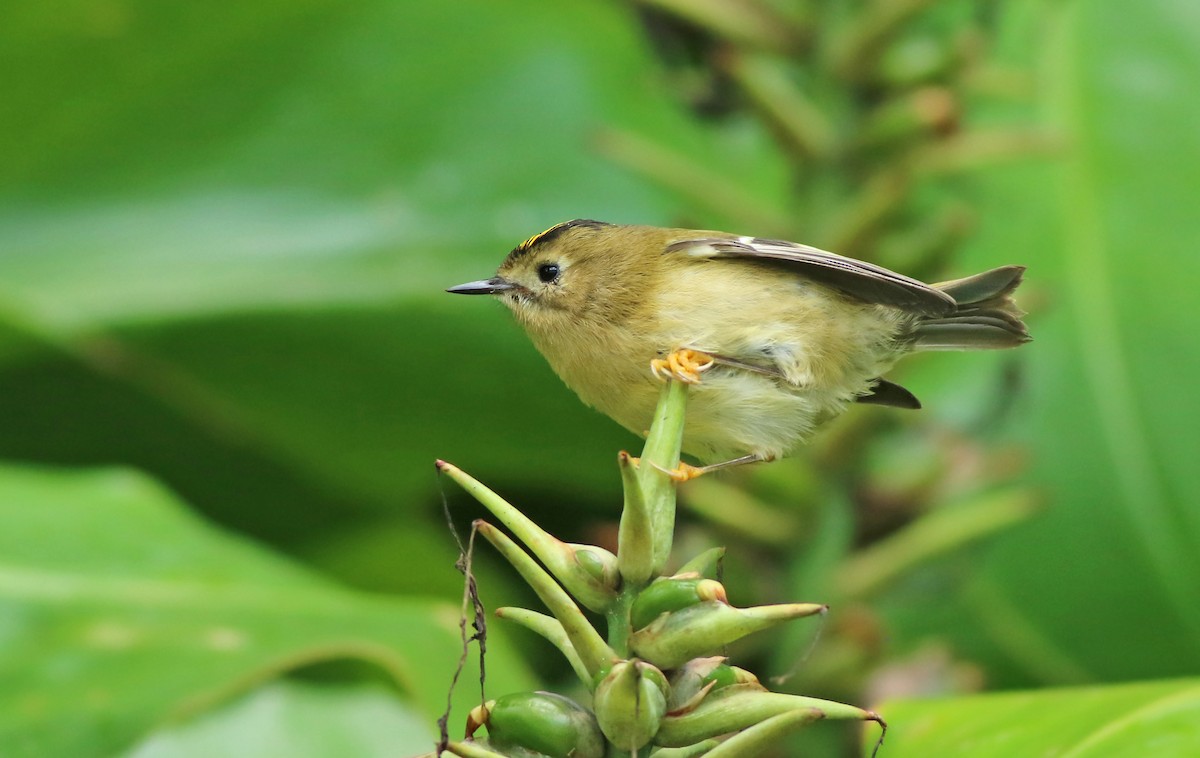 Goldcrest (Sao Miguel) - Jeremiah Trimble