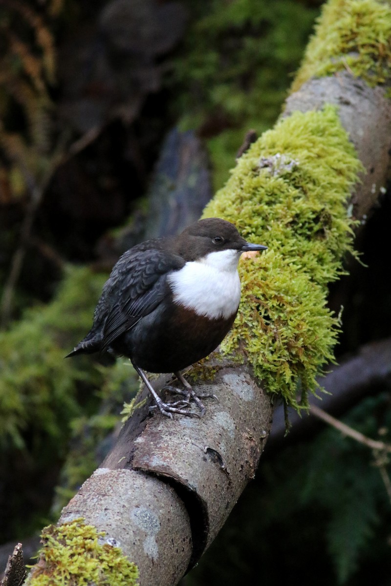 White-throated Dipper - Daniel Branch