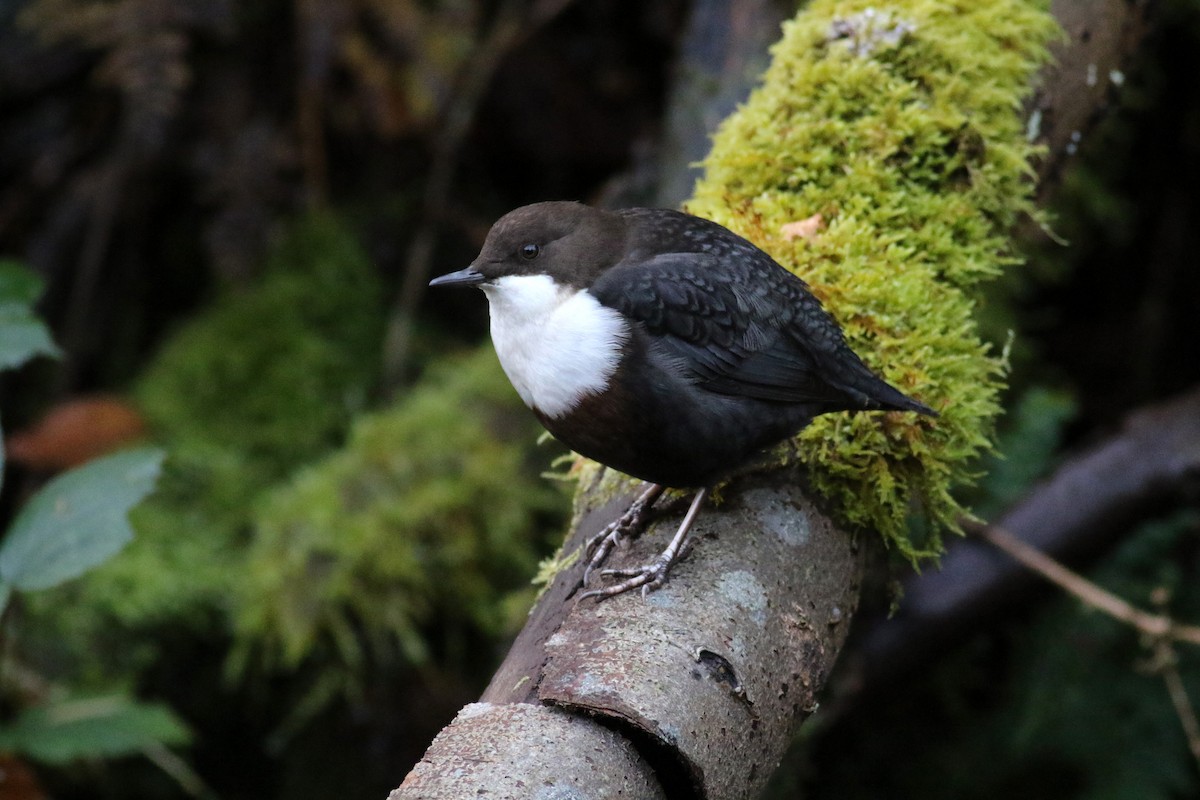 White-throated Dipper - Daniel Branch