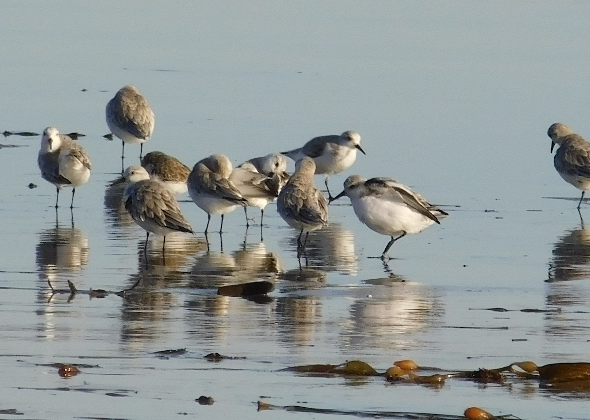 Bécasseau sanderling - ML185216711