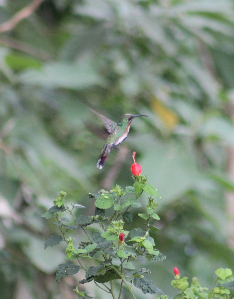 kolibřík lesklý - ML185216891