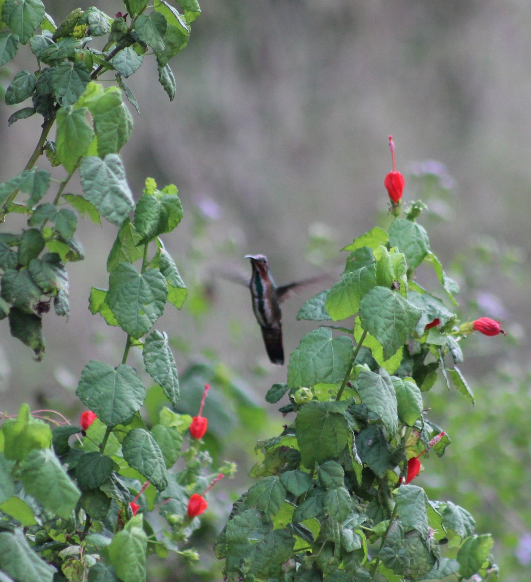 kolibřík lesklý - ML185216961