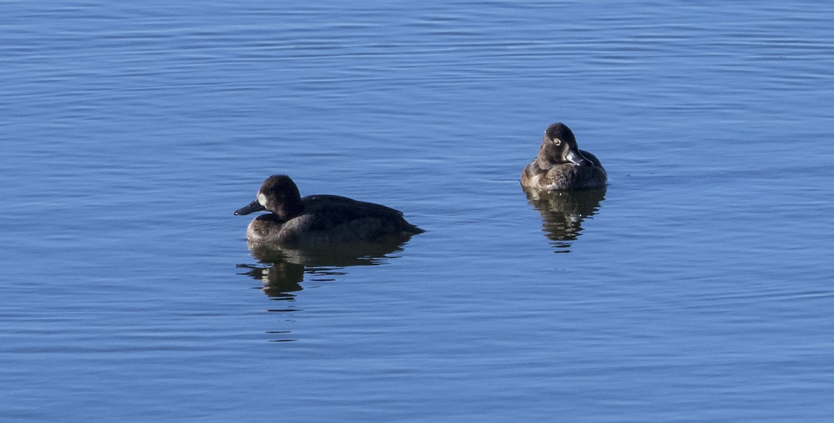 Lesser Scaup - ML185217261