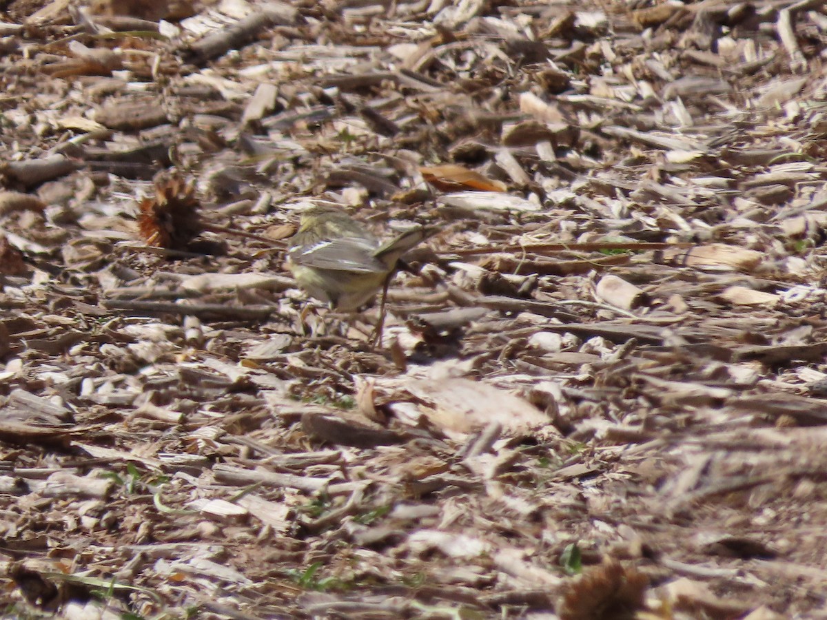 Blackburnian Warbler - ML185217511