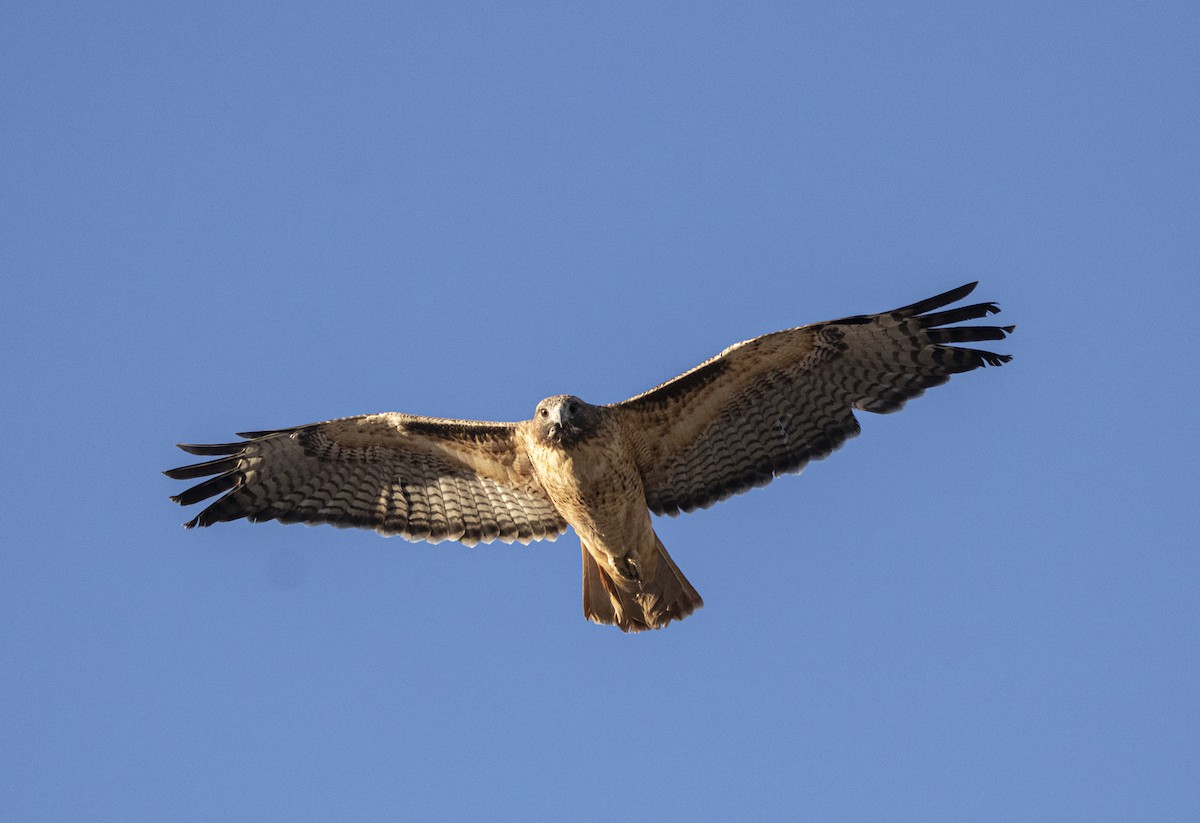 Red-tailed Hawk (calurus/alascensis) - ML185218671