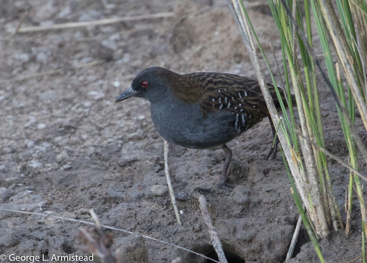 Dot-winged Crake - ML185221571