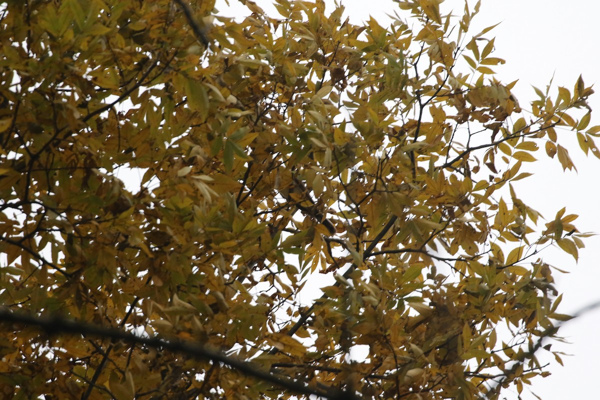 Yellow-billed Cuckoo - ML185221941