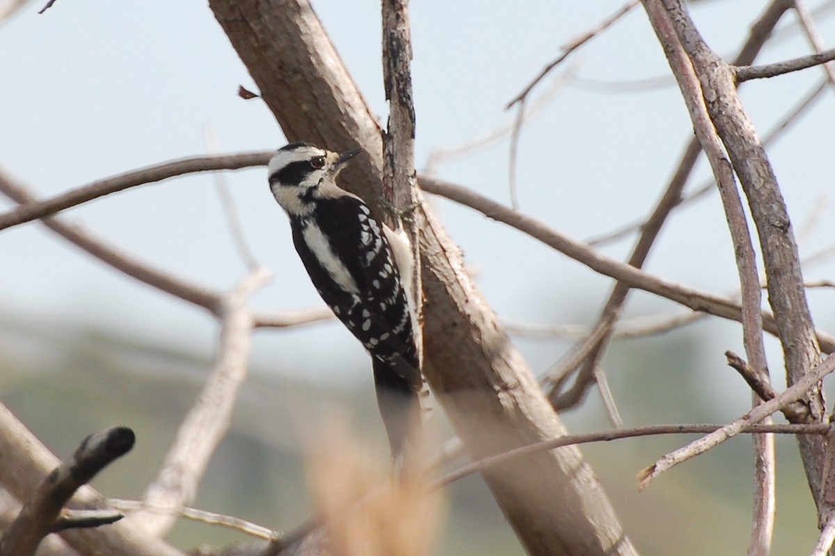 Downy Woodpecker - ML185221981