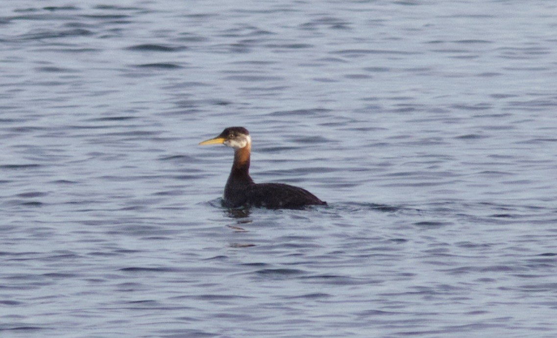 Red-necked Grebe - ML185221991
