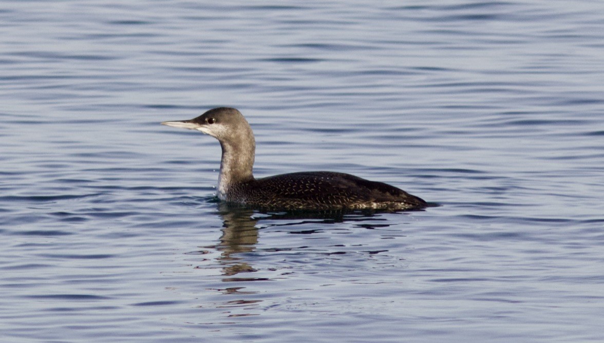 Red-throated Loon - ML185222071
