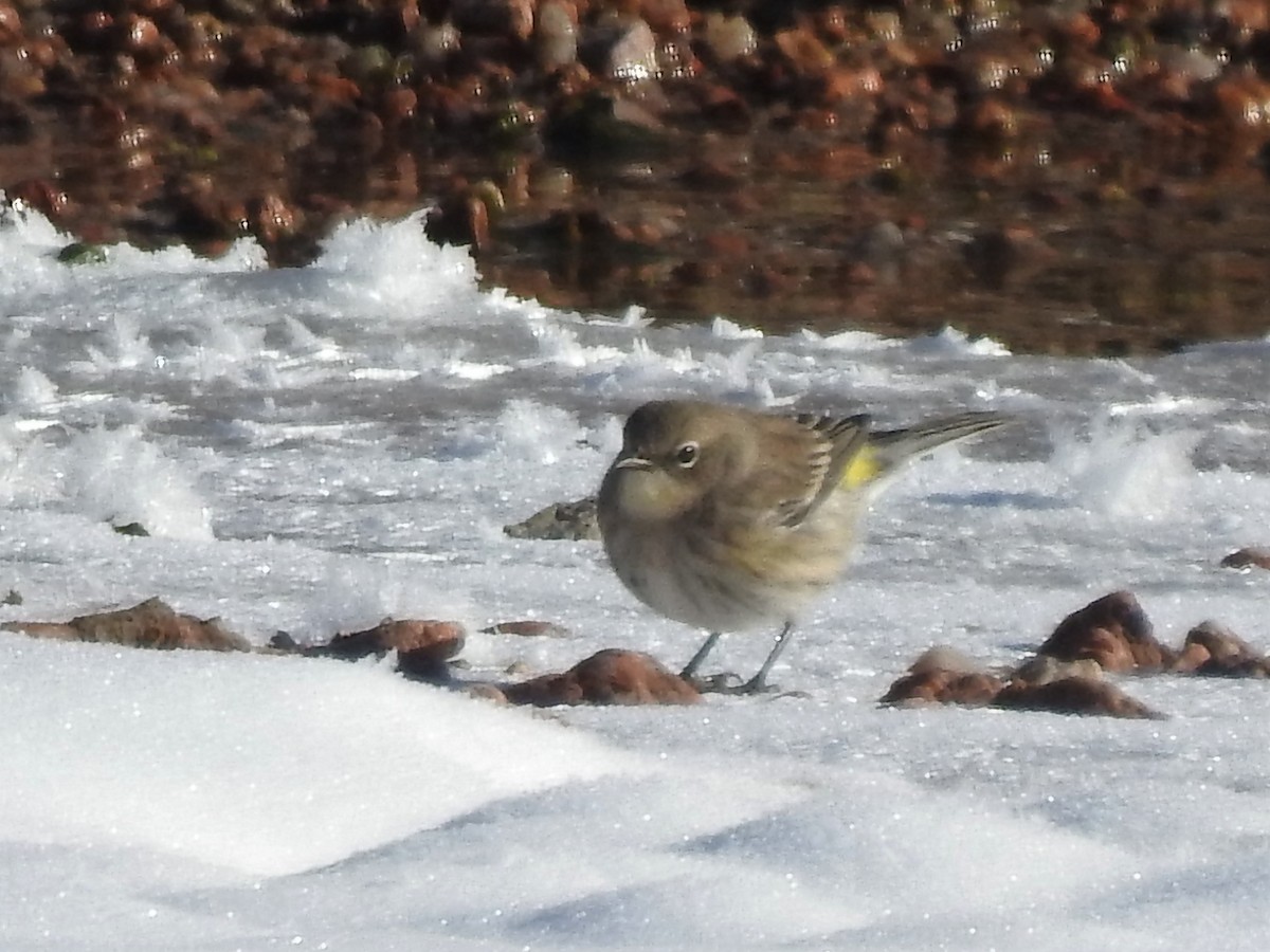 Yellow-rumped Warbler - ML185223851