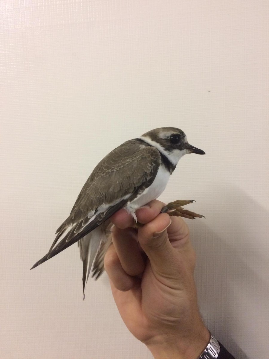 Common Ringed Plover - Daniel Branch