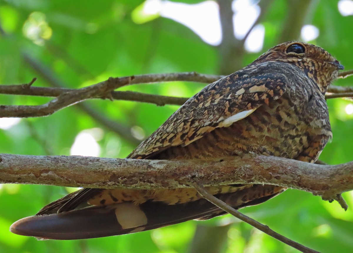 Lesser Nighthawk - ML185226101