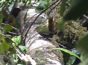 Papuan Whipbird - ML185226701