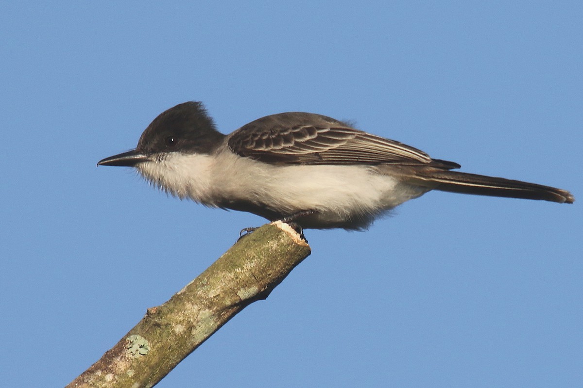 Tyran tête-police (groupe caudifasciatus) - ML185227371